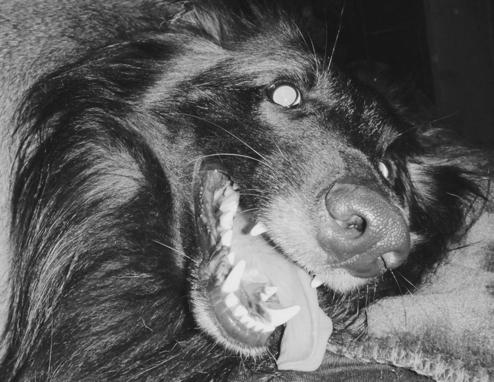 gigi gargulinski dog legacy ryn gargulinski rynski (1)