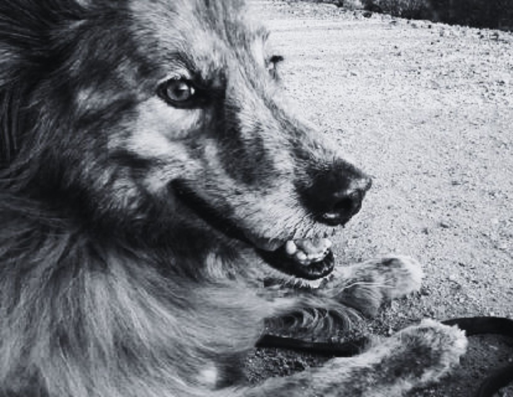 sawyer gargulinski dog legacy ryn gargulinski rynski (2)