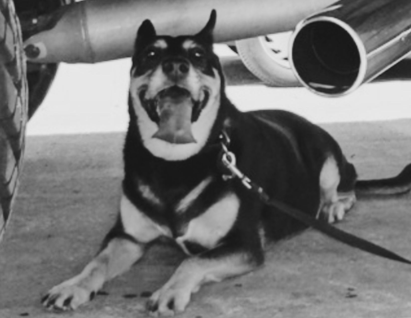 dini gargulinski dog legacy ryn gargulinski rynski