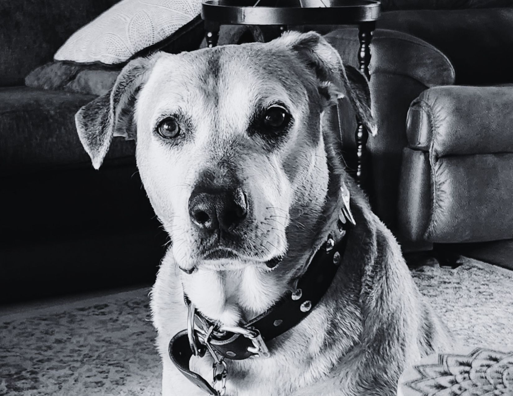 elmo gargulinski dog legacy ryn gargulinski rynski