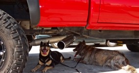 Dehydrating dogs found shade beneath a monster truck in Yuma.